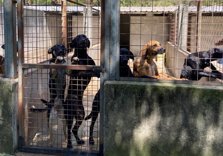 Projeto da vereadora Luzia inclui no Calendário de Eventos a Semana do Bem-Estar Animal